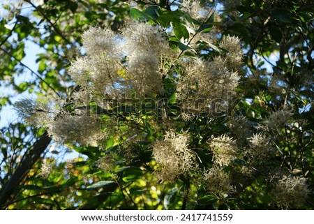 Cotinus coggygria, syn. Rhus cotinus, the European smoketree, Eurasian smoketree, smoke tree, smoke bush, Venetian sumach, or dyer's sumach, is a species of flowering plant in the family Anacardiaceae Royalty-Free Stock Photo #2417741559