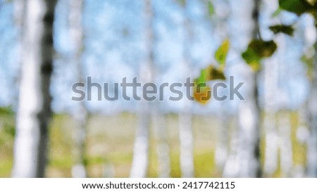 Blurred background of nature,forest,trees .Soft side of forest,bokeh and nature.Blank space for text.Sun rays.For designers