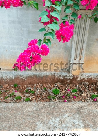 Stunning pink Bougainvillea Glabra(Lesser bougainvillea, Paperflower) flowers with its green leaves with details on a fence.Hd hi-res jpg stock image photo, selective focus, top view, vertical picture