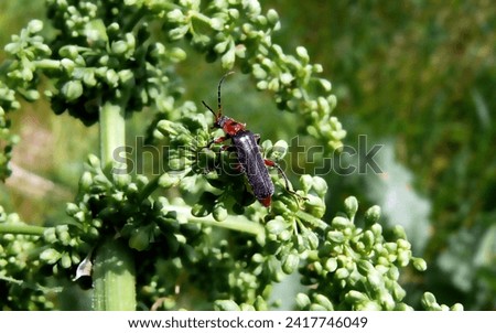 beetle with a red head on a green plant