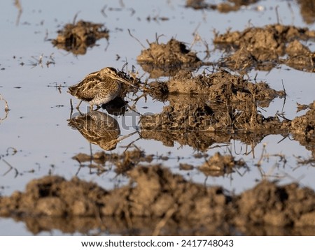 The common snipe (Gallinago gallinago) is a small, stocky wader native to the Old World. Perfectly camouflaged.