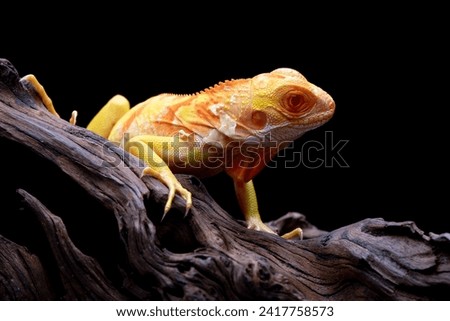 Closeup of Red Albino iguana on wood, Red iguana albino closeup, Red Iguana albino on black background Royalty-Free Stock Photo #2417758573