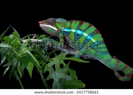 The panther chameleon (Furcifer pardalis) on branch, chameleon panther closeup with isolated background, The green panther chameleon (Furcifer pardalis) closeup 