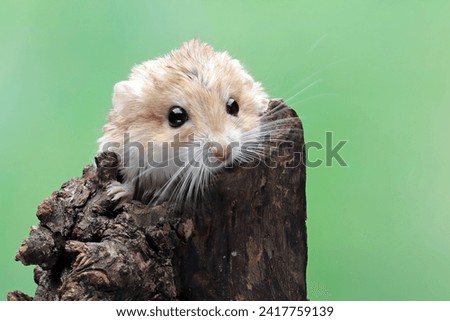Cute gerbil fat tail crawls on wood, Garbil fat tail closeup head
