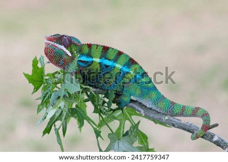 The panther chameleon (Furcifer pardalis) on branch, chameleon panther closeup with natural background, The green panther chameleon (Furcifer pardalis) closeup 