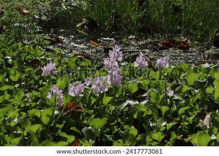 On the lake's surface, water hyacinths and their vibrant purple flowers create a beautiful natural tapestry. A harmonious display of aquatic flora, enhancing the serene waterscape.