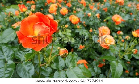 many large bright yellow-orange rose buds with green leaves grow in a rose garden on a summer day. side view. postcard. calendar . nature