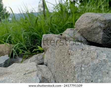 a dragonfly perched on a large rock 