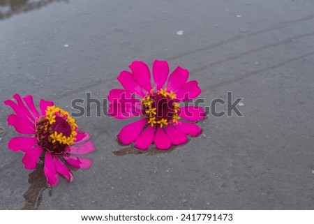Red flowers in a puddle of outdoor water