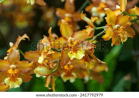 Oncidium orchids in a dreamy mist. Radiant orange blooms stand gracefully, creating an enchanting ambiance with delicate, intricate petals.