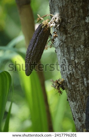 Cacao fruits (Theobroma cacao, cocoa, coklat). Its seeds, cocoa beans, are used to make chocolate liquor, cocoa solids, cocoa butter and chocolate. Cacao (Theobroma cacao) belongs to genus Theobroma. Royalty-Free Stock Photo #2417796201