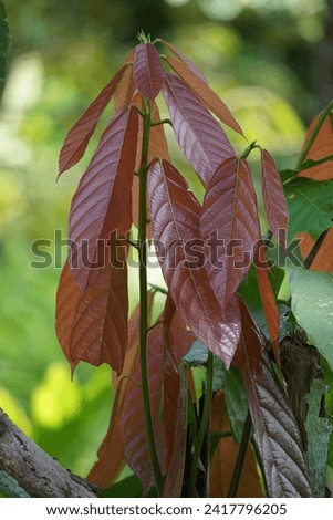 Cacao leaves (Theobroma cacao, cocoa, coklat). Its seeds, cocoa beans, are used to make chocolate liquor, cocoa solids, cocoa butter and chocolate. Cacao (Theobroma cacao) belongs to genus Theobroma. Royalty-Free Stock Photo #2417796205