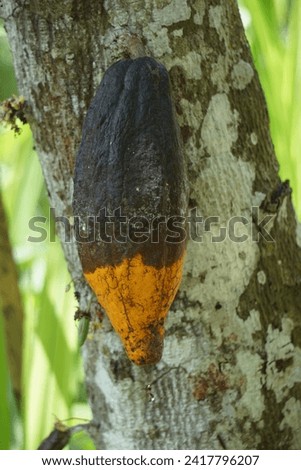 Cacao fruits (Theobroma cacao, cocoa, coklat). Its seeds, cocoa beans, are used to make chocolate liquor, cocoa solids, cocoa butter and chocolate. Cacao (Theobroma cacao) belongs to genus Theobroma. Royalty-Free Stock Photo #2417796207