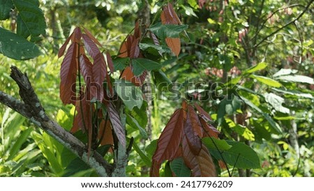 Cacao leaves (Theobroma cacao, cocoa, coklat). Its seeds, cocoa beans, are used to make chocolate liquor, cocoa solids, cocoa butter and chocolate. Cacao (Theobroma cacao) belongs to genus Theobroma. Royalty-Free Stock Photo #2417796209