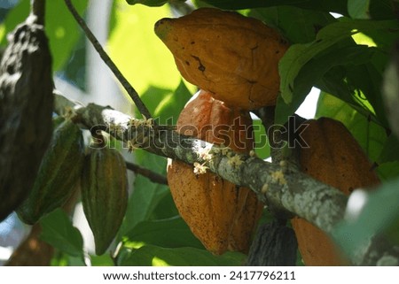 Cacao fruits (Theobroma cacao, cocoa, coklat). Its seeds, cocoa beans, are used to make chocolate liquor, cocoa solids, cocoa butter and chocolate. Cacao (Theobroma cacao) belongs to genus Theobroma. Royalty-Free Stock Photo #2417796211