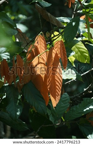 Cacao leaves (Theobroma cacao, cocoa, coklat). Its seeds, cocoa beans, are used to make chocolate liquor, cocoa solids, cocoa butter and chocolate. Cacao (Theobroma cacao) belongs to genus Theobroma. Royalty-Free Stock Photo #2417796213