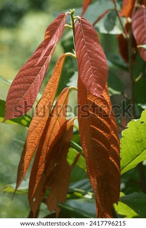 Cacao leaves (Theobroma cacao, cocoa, coklat). Its seeds, cocoa beans, are used to make chocolate liquor, cocoa solids, cocoa butter and chocolate. Cacao (Theobroma cacao) belongs to genus Theobroma. Royalty-Free Stock Photo #2417796215