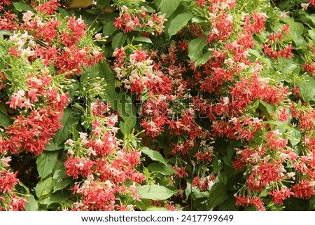 A Background Floral Image of a Honeysuckle Bush.