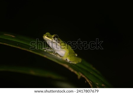 is a species of frog from the family Ranidae Royalty-Free Stock Photo #2417807679