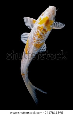 Japanese Koi Carp Fish isolated on black background, top view