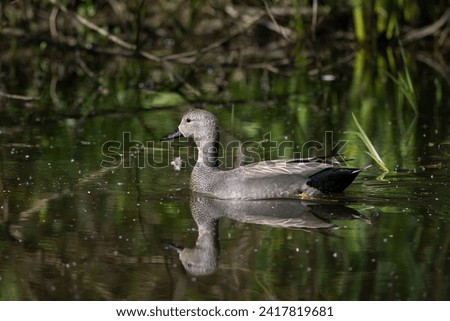 Gadwall duck swimming on a pond. refection in the water of the green environment foliage.