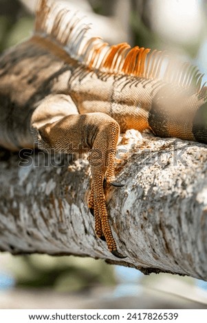 Beautiful orange male iguana lizard in Costa Rica crisp photograph animal wildlife reptile 