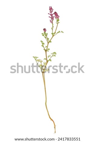Dense-flowered fumitory plant isolated on white background, Fumaria densiflora