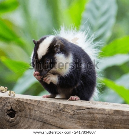 Skunk on the ground animal cocan