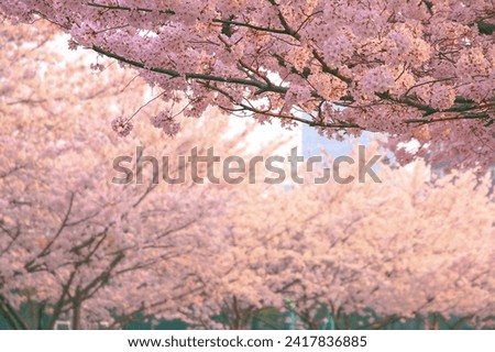 A photo of cherry blossoms in Tongji University in yellow and pink tones