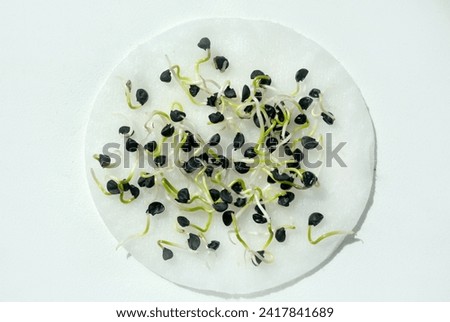 onion seeds, microgreen sprouts at home on a cotton pad Royalty-Free Stock Photo #2417841689