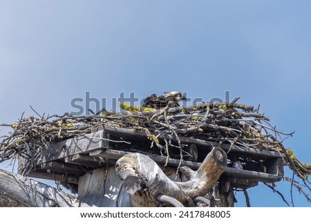 An osprey (Pandion haliaetus); the sea hawk, river hawk, or fish hawk in a nest with baby