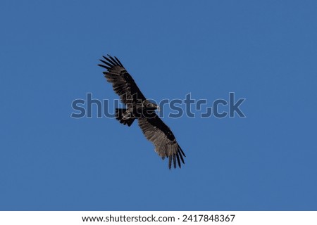 A greater spotted eagle (Clanga clanga) in flight on blue sky
