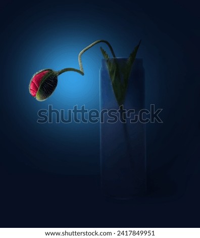  still life with red poppy bud in  vase on blue background       