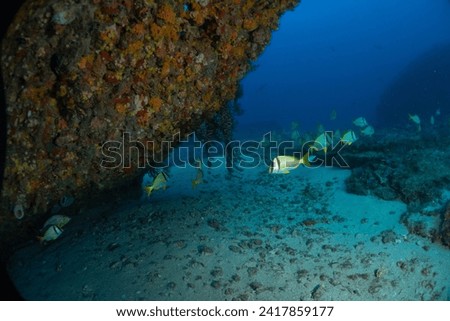 West Palm Beach, Scuba Diving photos, 2021