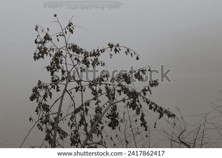 Amazing foggy scenery at the riverside Tisa, photoed at winter. 