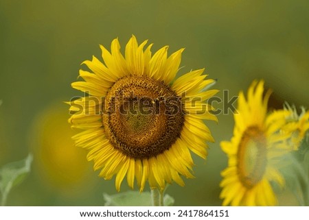 Bright Yellow Sunflower in a field