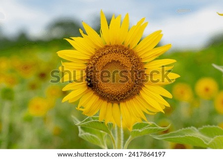 Bright Yellow Sunflower in a field