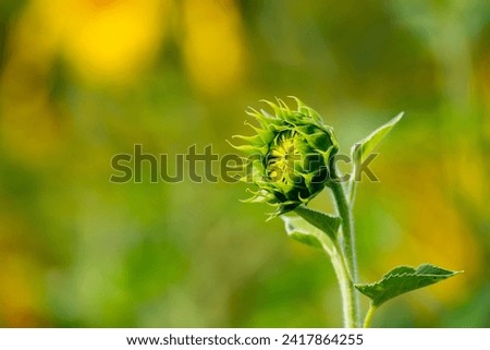 Immature Sunflower in a field