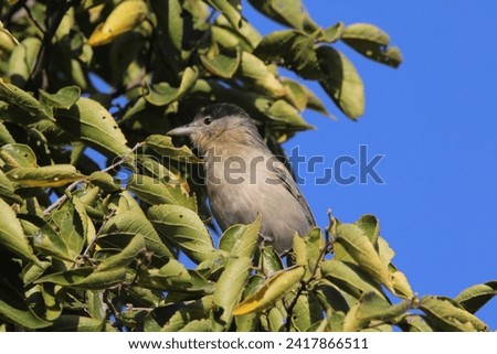 Bird perched on a tree branch.