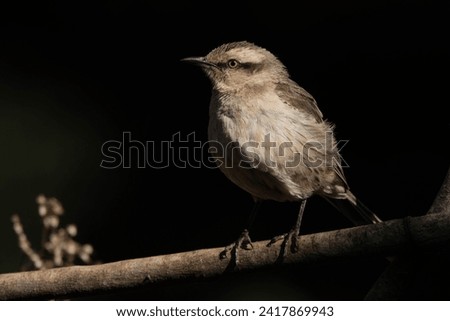 The chalk-browed mockingbird or Sabia-do-campo perched on a tree. It's a typical bird from the south-central region of Brazil. Species Mimus saturninus. Birdwathching. Birding.