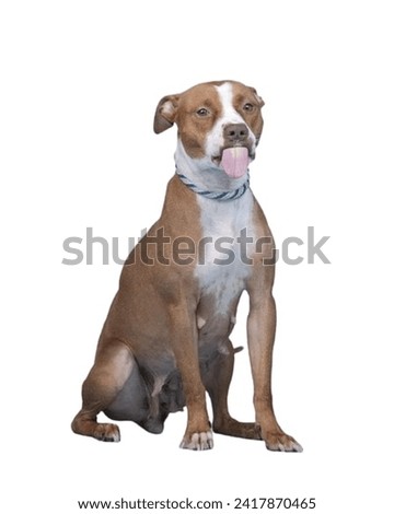 Studio portrait of a cute Pit bull dog.isolated on a white background.
