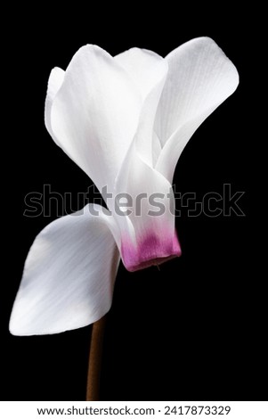 Studio shot of white-pink cyclamens with black background