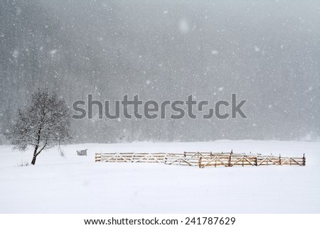 Blizzard winter landscape