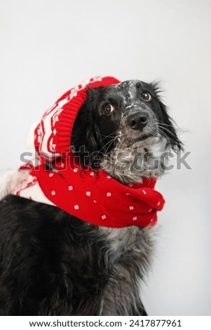 Dog spaniel in red hat and scarf on white background. Winter Christmas