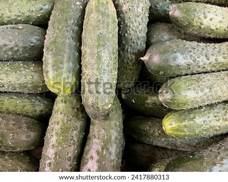 Macro photo vegetable cucumbers. Stock photo fresh green cucumbers background Royalty-Free Stock Photo #2417880313