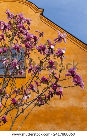 Magnolia flowers tree, orange house
