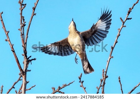 Mockingbird taking off the tree branch