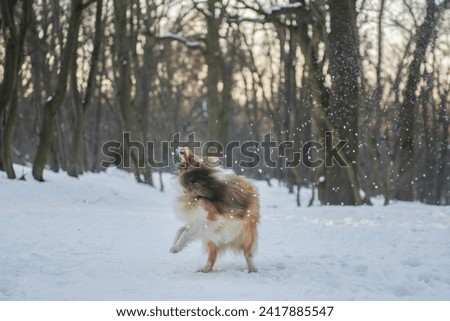 Funny sable merle Shetland Sheepdog puppy with blue eyes playing with the snow in forest