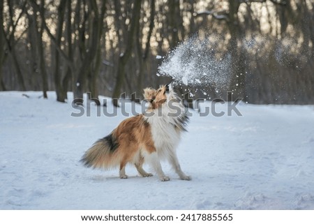 Funny red sable merle Shetland Sheepdog playing with the snow in forest