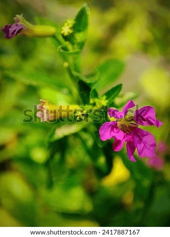 Purple flower of Cuphea hyssopifolia, the false heather, Mexican heather, Hawaiian heather or elfin herb.  Royalty-Free Stock Photo #2417887167